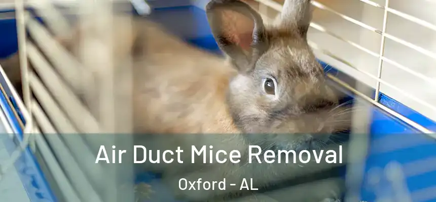 Air Duct Mice Removal Oxford - AL